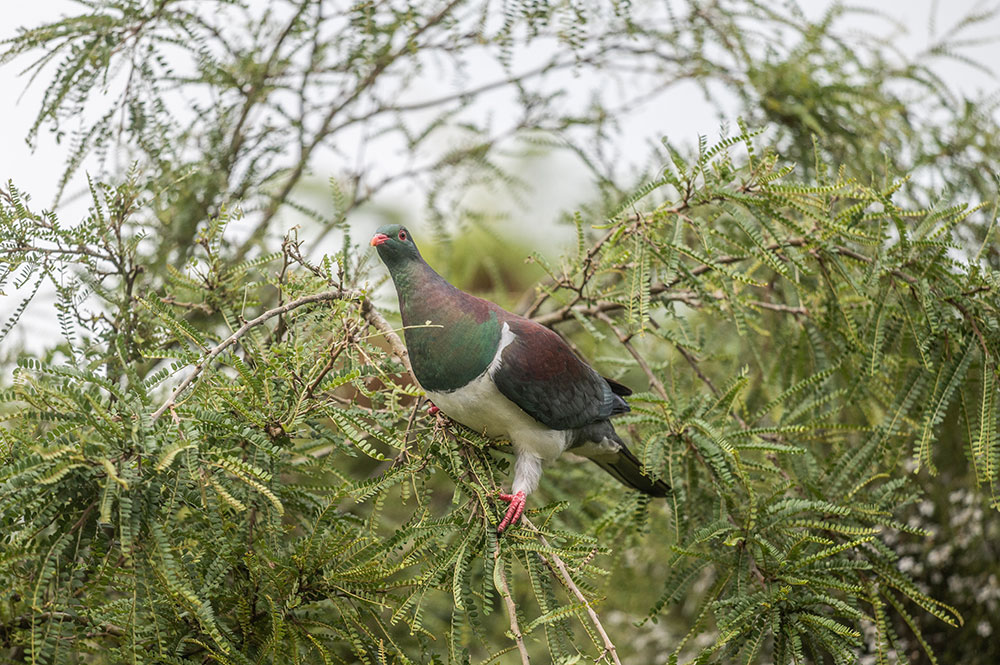A Kereru Wood Pigeon in a kowhai tree at Goldfield Suites, Greymouth
